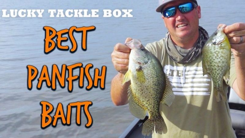 Best Panfish Baits In A Video