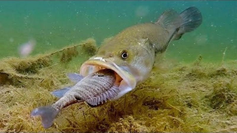 largemouth bass underwater feeding