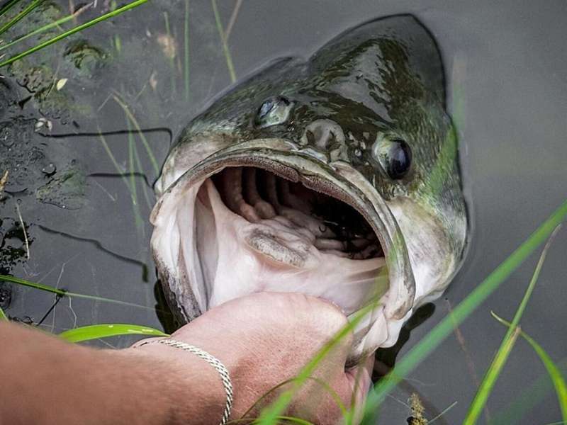 The Best Lures For Catching Bass In Ponds: 6 Baits That Work All Year Long
