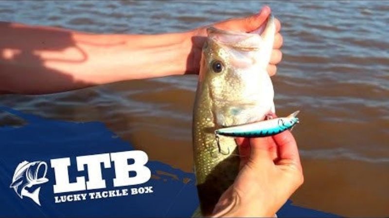 https://www.luckytacklebox.com/wp-content/uploads/2022/02/man-holding-fish-by-mouth-and-showing-white-and-blue-bait.jpg