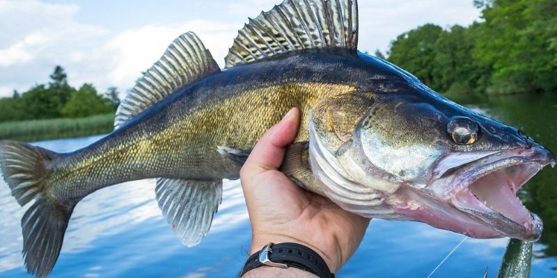 Searching for Spring Walleye