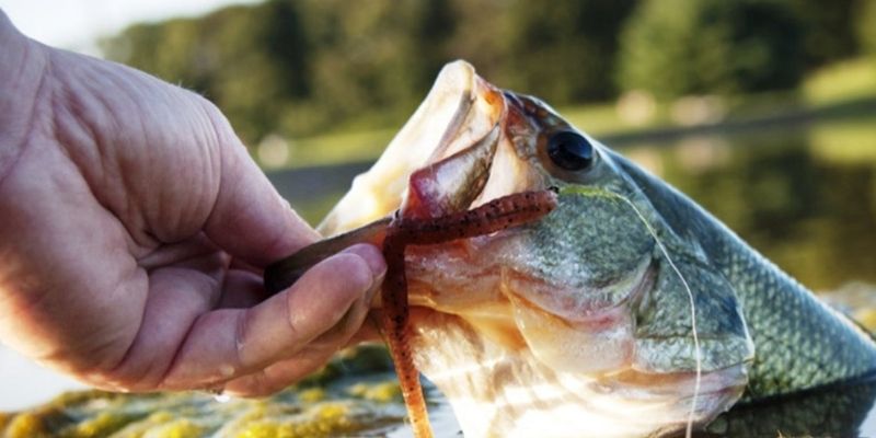 Early Bass Fishing – All You Need To Know