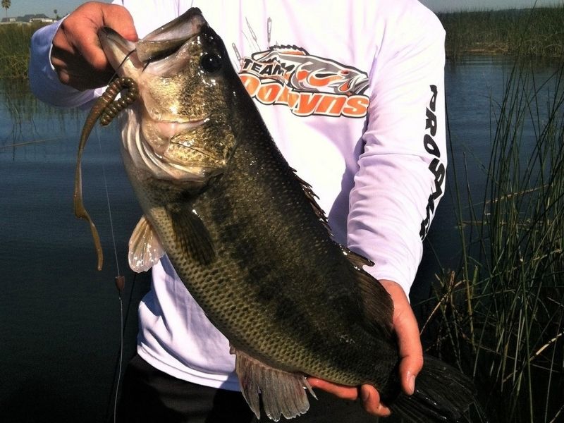 https://www.luckytacklebox.com/wp-content/uploads/2022/02/man-in-the-white-shirt-holding-bass-with-the-hook.jpg