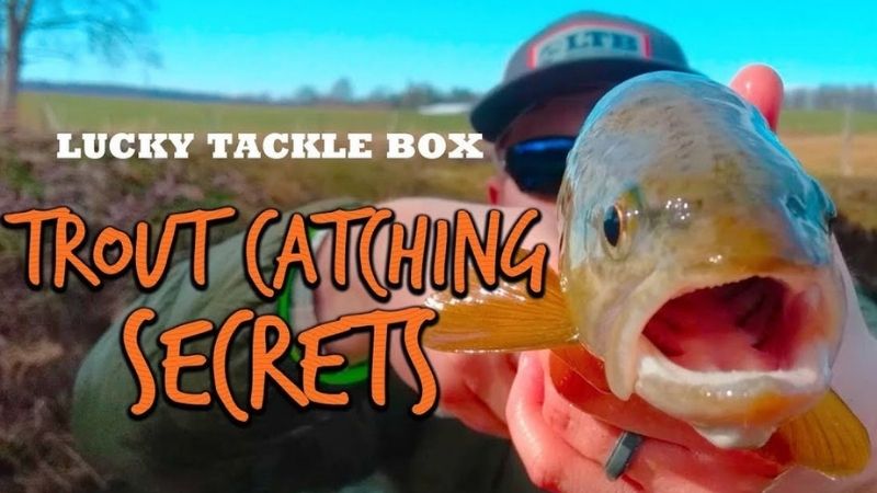 Trout Collection — Discount Tackle
