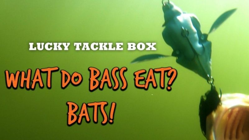 Halloween BAT LURE Fishing Challenge -- Do Bass Eat Bats? 